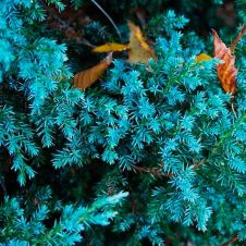 Можжевельник Блю Альпс (Blue Alps) С1.5