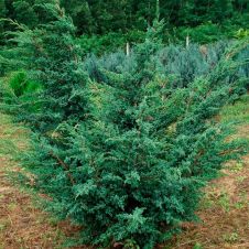 Можжевельник Блю Альпс (Blue Alps) С1.5