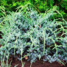 Можжевельник Блю Альпс (Blue Alps) С1.5