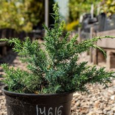 Можжевельник Блю Альпс (Blue Alps) С1.5