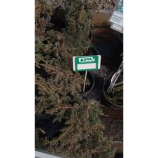 Можжевельник Блю Альпс (Blue Alps) С1.5