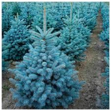 Ель колючая Супер Блю Сидлинг (Super Blue Seedling) С7,5 80-100 см