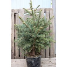 Ель колючая Супер Блю Сидлинг (Super Blue Seedling) С7,5 80-100 см