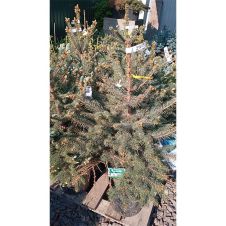Ель колючая Супер Блю Сидлинг (Super Blue Seedling) С7,5 80-100 см