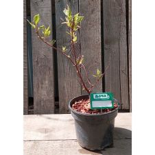 Дерен белый Элегантиссимо (Elegantissima) С2 20-30см