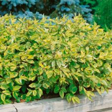 Дерен белый Гоучалти (Gouchaulti) С2/3 30-40 см