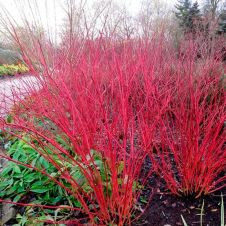 Дерен белый Гоучалти (Gouchaulti) С2/3 30-40 см