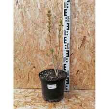 Сирень обыкновенная Aucubaefolia (Аукубафолия) С3 30-40 см
