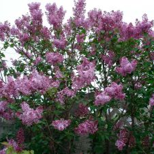 Сирень обыкновенная Буффон (Buffon) С3 30-40 см