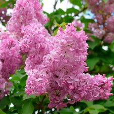 Сирень обыкновенная Буффон (Buffon) С3 30-40 см