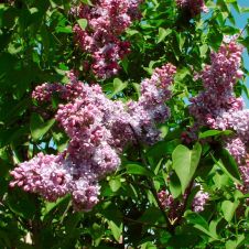 Сирень обыкновенная Московский университет С3 30-40 см