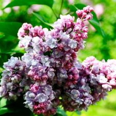 Сирень обыкновенная Московский университет С3 30-40 см