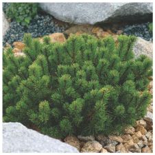 Сосна горная Mugo pumilio (Муго пумилио) С2 25-30 см