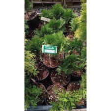 Туя западная Daniсa (Даника) C2