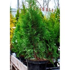 Туя западная Smaragd (Смарагд) C2 60-80 см
