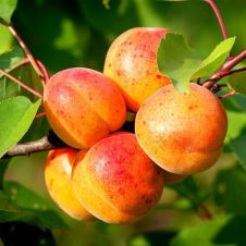 Саженец Абрикос Свердловский ранний (100-110 см, 2 л)