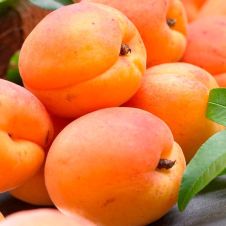 Саженец Абрикос Харкот (средний сорт)