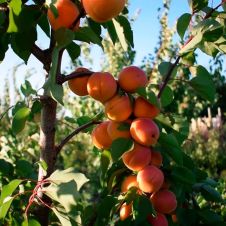 Саженец Абрикос Харкот (средний сорт)