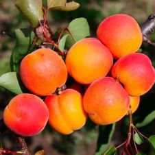 Саженец Абрикос Харгранд (поздний сорт)