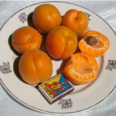 Саженец Абрикос Харгранд (поздний сорт)