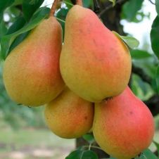 Саженец Груша Чижовская