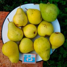 Саженец Груша Чижовская