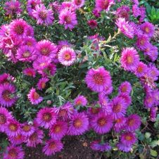 Астра кустарниковая Pink Beauty
