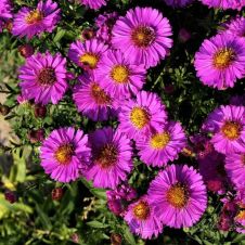 Астра кустарниковая Pink Beauty