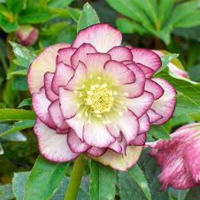 Морозник восточный Дабл Эллен Пикоти С3