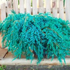 Можжевельник Блю Карпет (Blue Carpet) С1,5