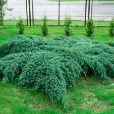 Можжевельник Блю Карпет (Blue Carpet) С1,5