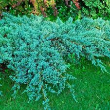 Можжевельник Блю Карпет (Blue Carpet) С1,5