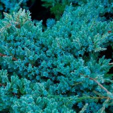 Можжевельник Блю Карпет (Blue Carpet) С1,5