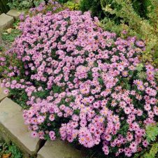 Астра Профессор Антон Киппенберг С3