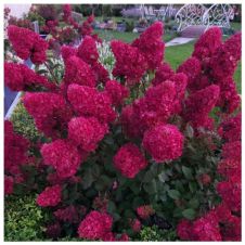 Гортензия метельчатая Самарская Лидия С3