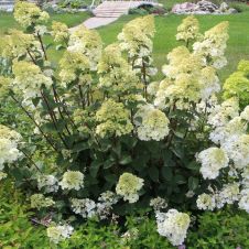 Гортензия метельчатая Самарская Лидия С3