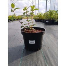 Гортензия метельчатая Самарская Лидия С3