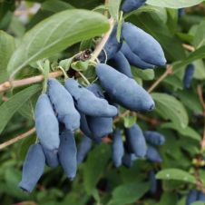 Саженец Жимолость Гордость Бакчара