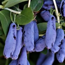 Саженец Жимолость Гордость Бакчара