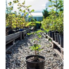 Саженец Жимолость Гордость Бакчара