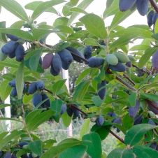 Саженец Жимолость Югана