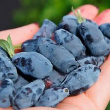 Саженец Жимолость Стрежевчанка