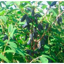 Саженец Жимолость Стрежевчанка