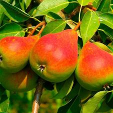 Саженец Груша Северянка С7