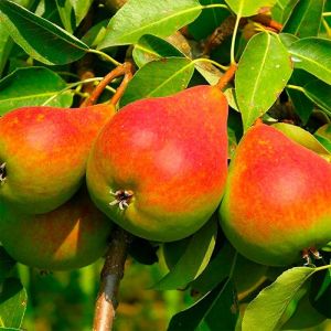 Саженец Груша Северянка С7