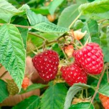 Саженец Малина Блестящая