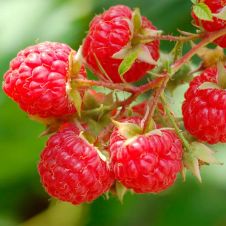 Саженец Малина Добрая