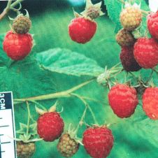 Саженец Малина Добрая