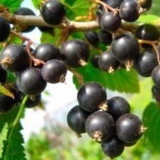 Саженец Смородина черная Гармония