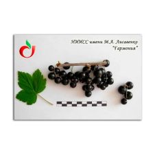 Саженец Смородина черная Гармония
